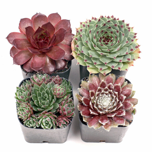 Outdoor Succulents