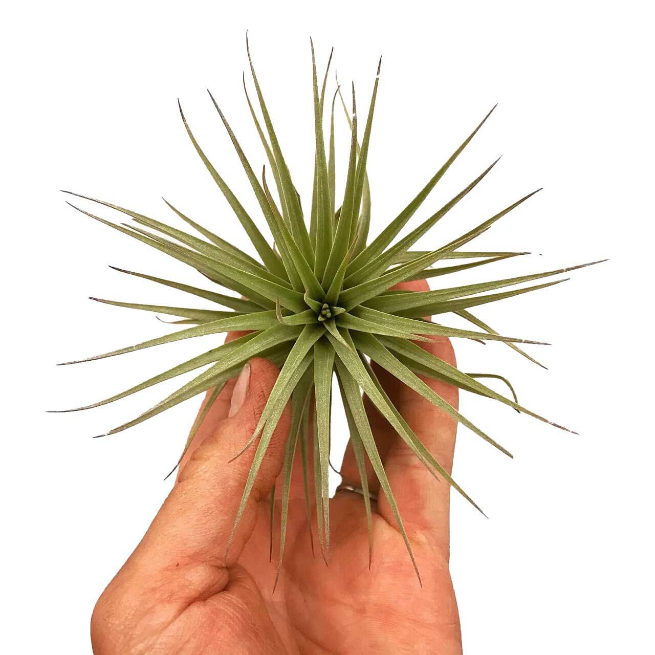 Airplants
