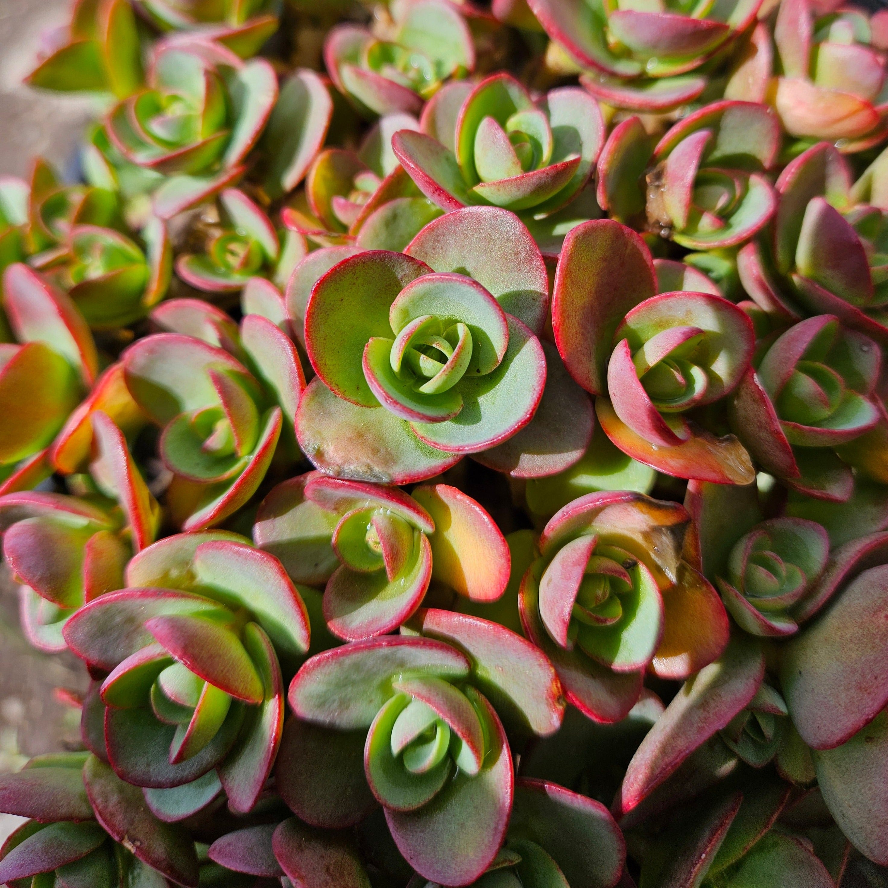 Sedum SUNSPARKLER 'Lime Zinger'