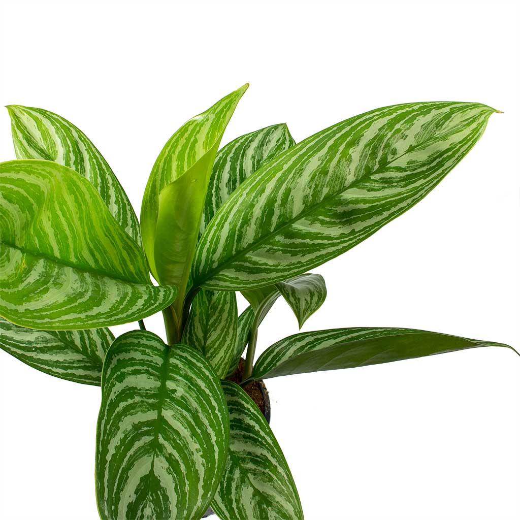 Aglaonema 'Stripes' - Chinese Evergreen