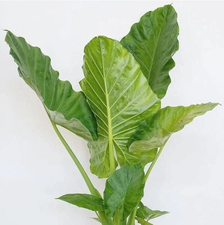 Alocasia 'Calidora' - Elephant Ear