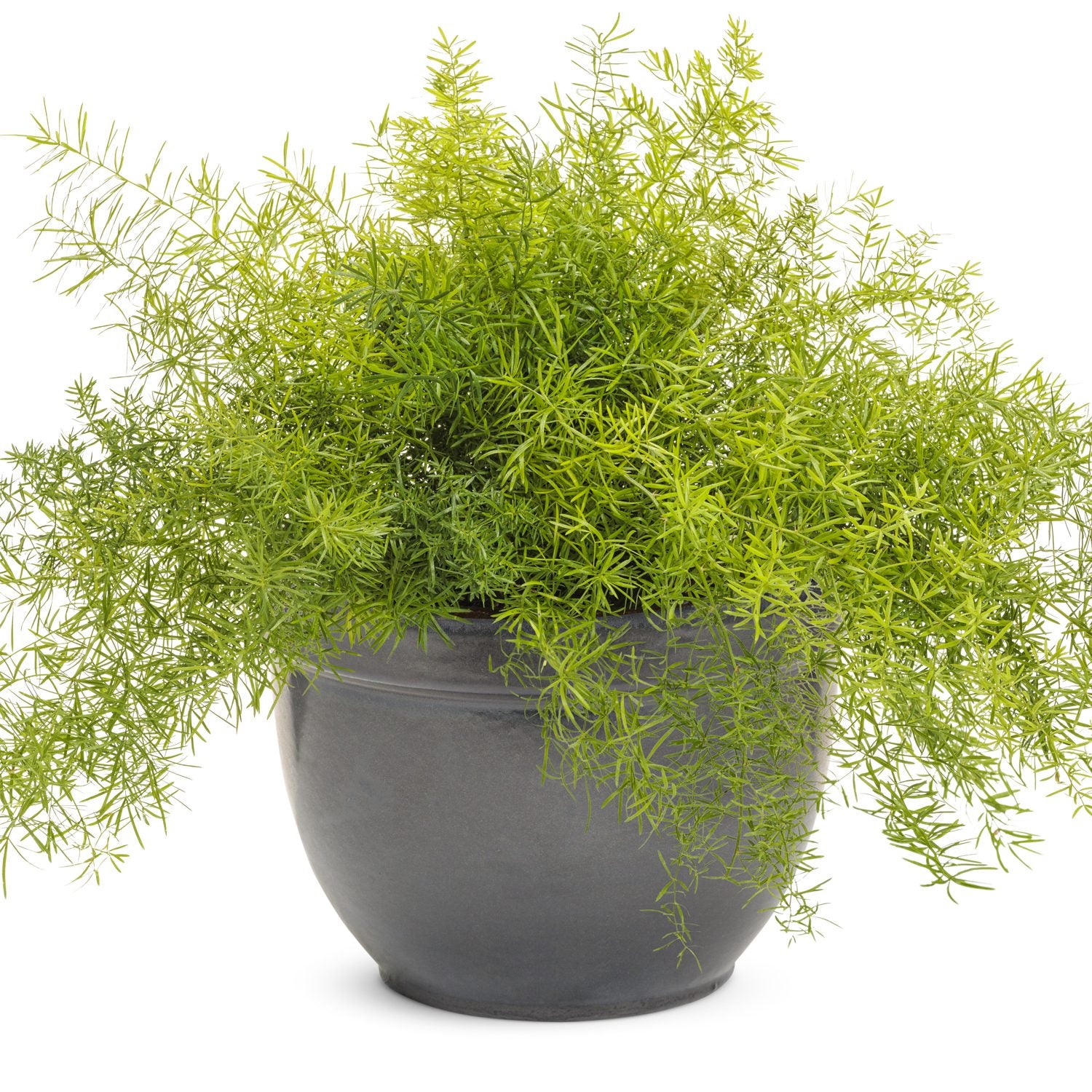 Asparagus densiflorus - Fuzzy Fern