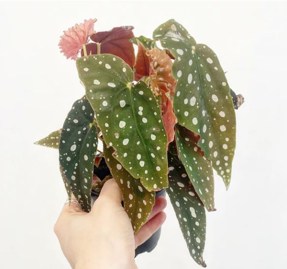 Begonia maculata 'Polka Dot Begonia'