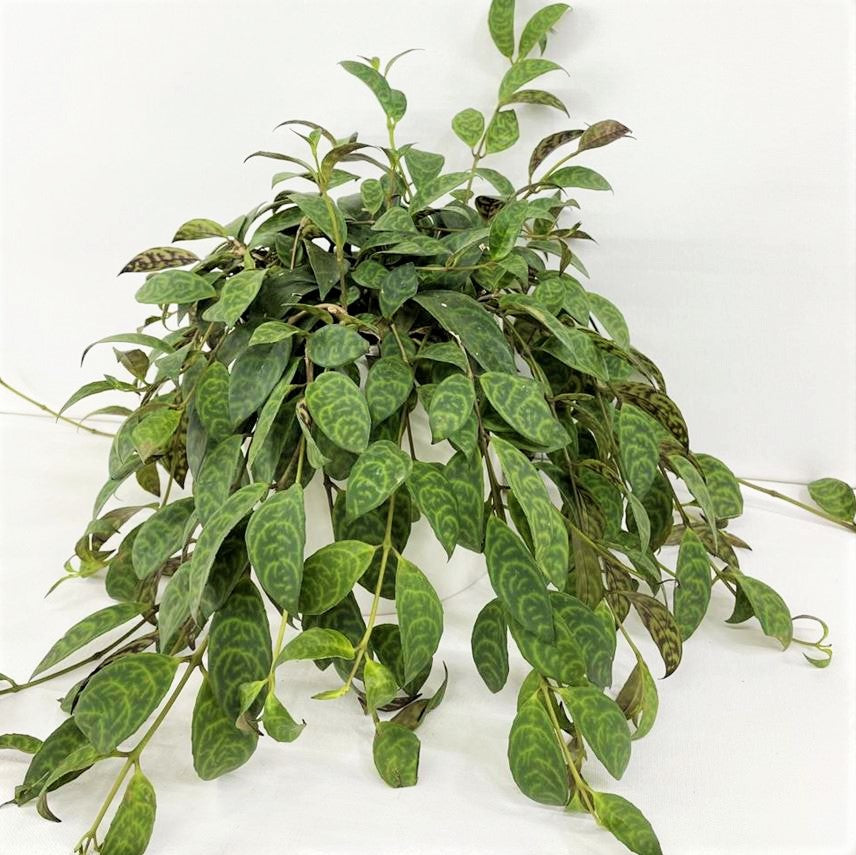 Aeschynanthus longicaulis - Lipstick Plant ‘Black Pagoda’