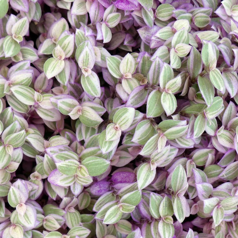 Callisia repens 'Pink Lady' - Creeping Inchplant, Bolivian Jew, Turtle Vine