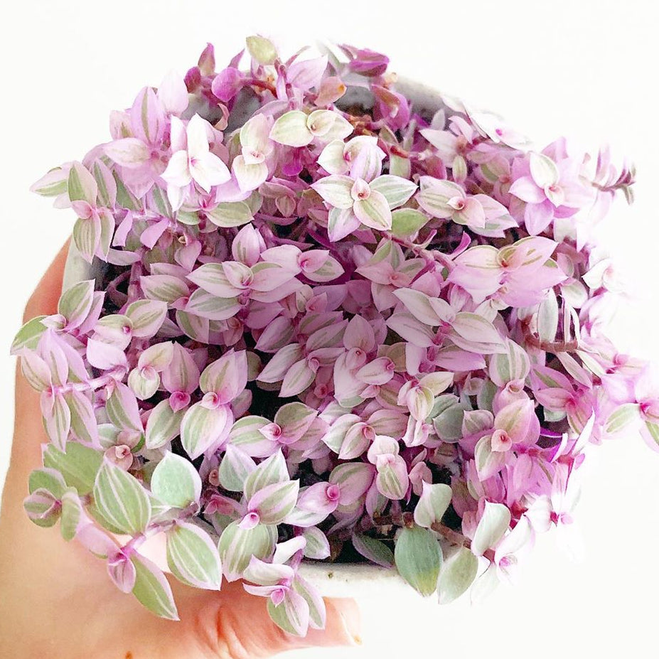 Callisia repens 'Pink Lady' - Creeping Inchplant, Bolivian Jew, Turtle Vine