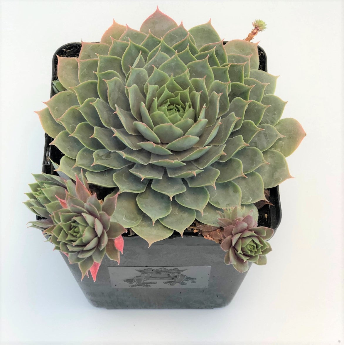 Sempervivum 'Berry Blues'