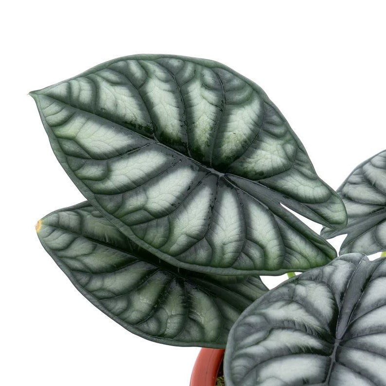 Alocasia baginda ‘Dragon Scale'