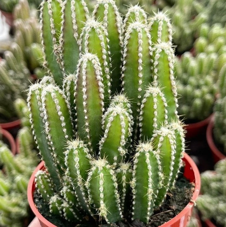 Acanthocereus Tetragonus - Fairy Castle Cactus