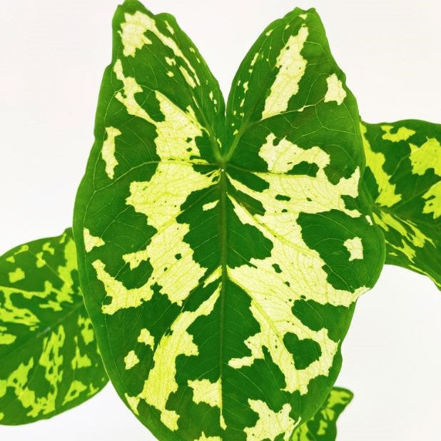 Caladium praetermissun 'Hilo Beauty' - Elephant Ear