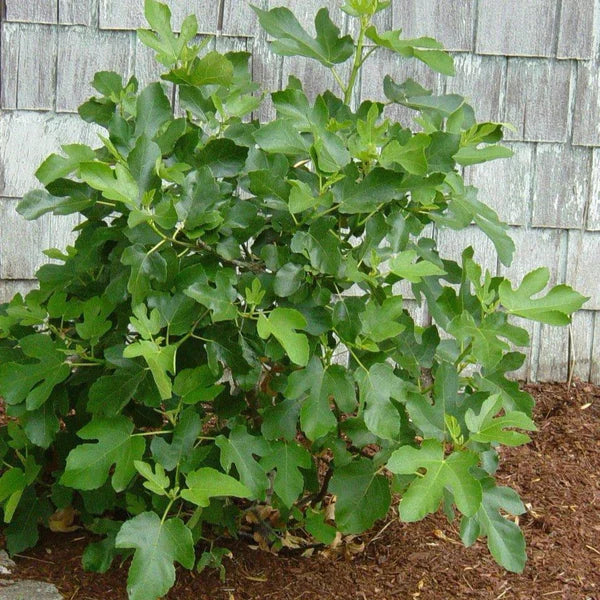 Ficus carica - Brown Turkey Fig