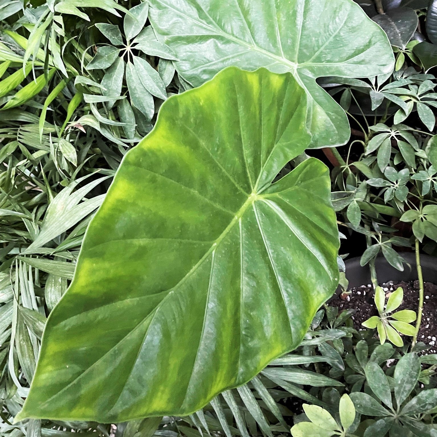 Alocasia 'Calidora' - Elephant Ear