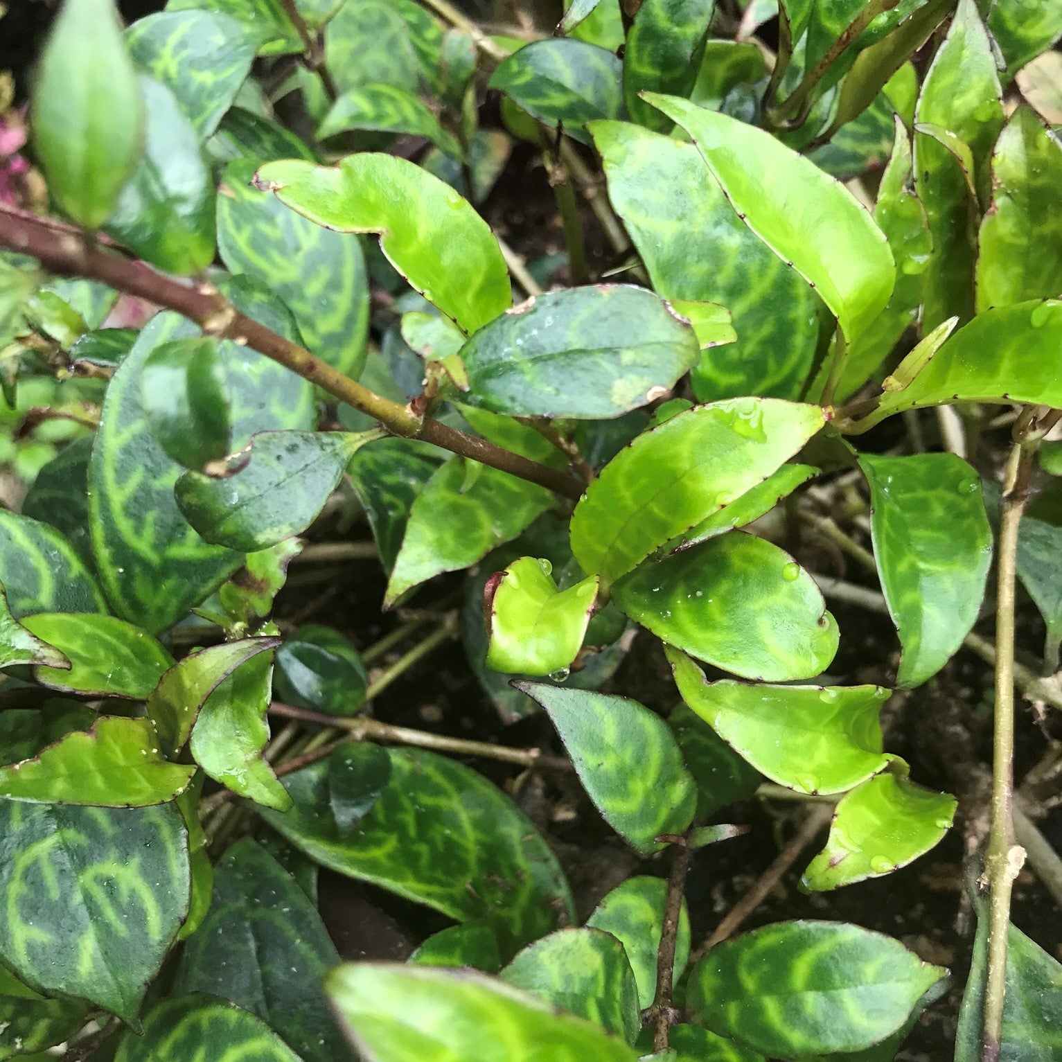 Aeschynanthus longicaulis - Lipstick Plant ‘Black Pagoda’