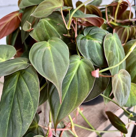 Philodendron micans - Velvet Leaf Philodendron
