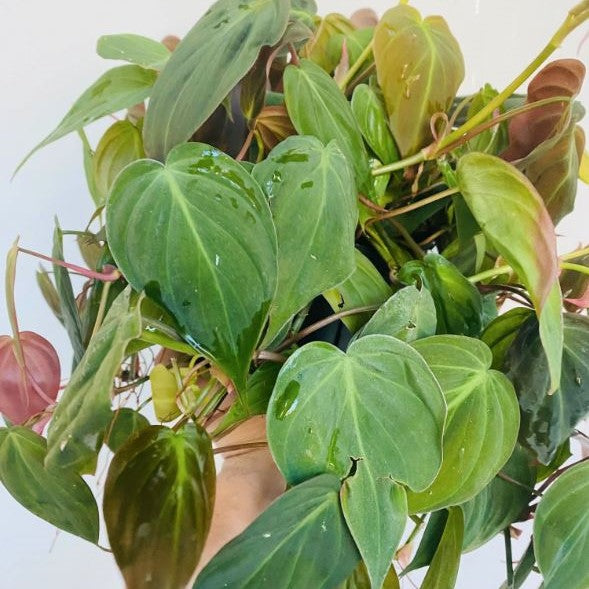 Philodendron micans - Velvet Leaf Philodendron