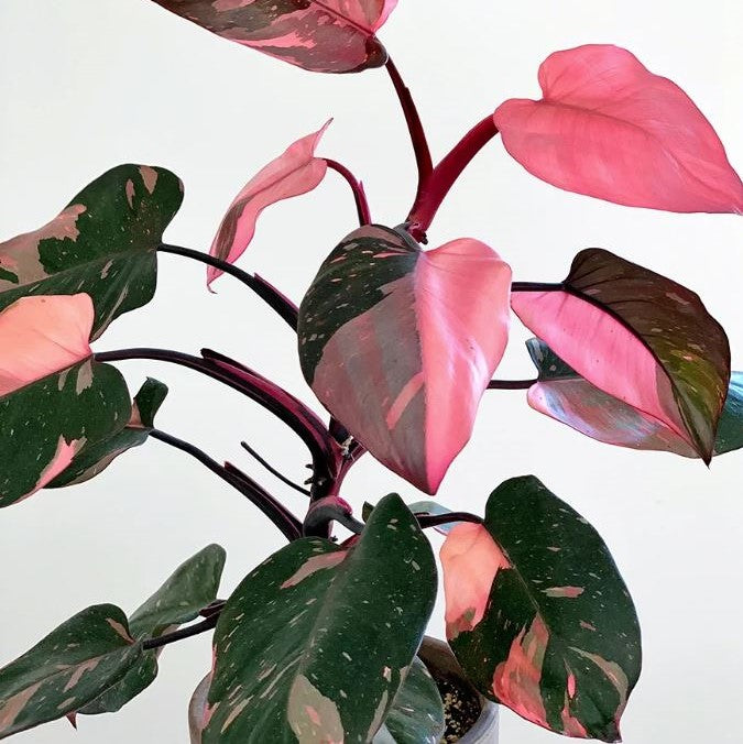 Philodendron 'Pink Princess'