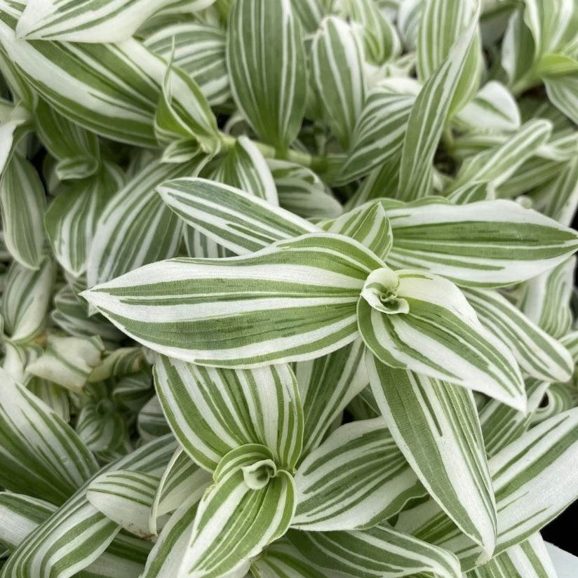 Tradescantia 'Pistachio  White' - Wandering Jew, Spiderwort