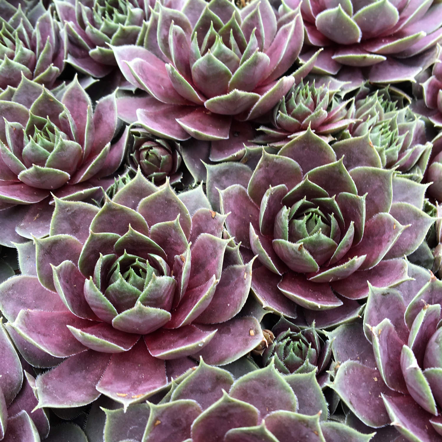 Sempervivum 'Plum Parfait'