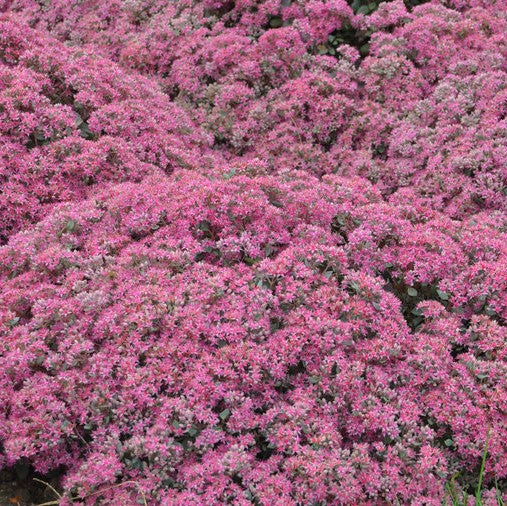 Sedum SUNSPARKLER 'Popstar'