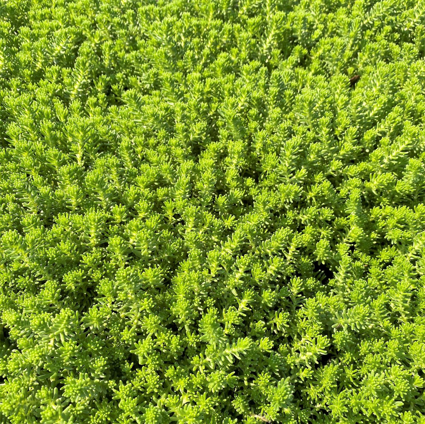 Sedum sexangulare 'Golddigger'