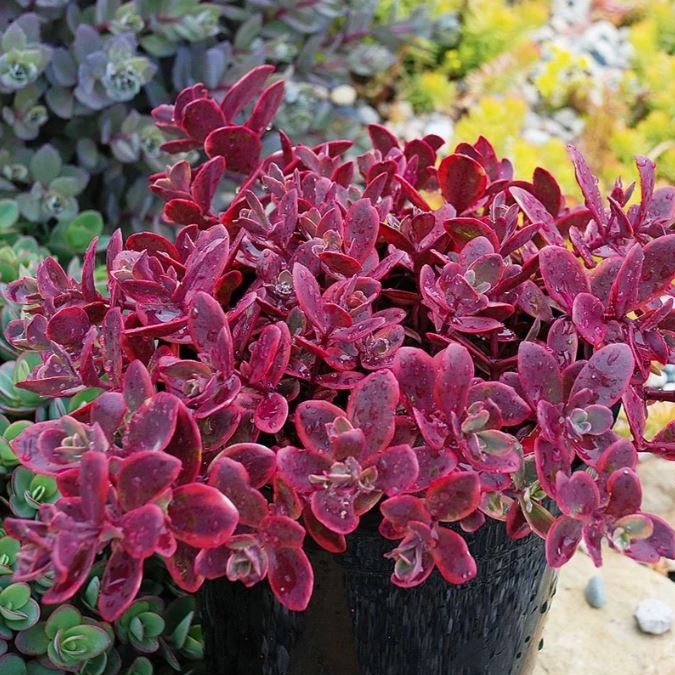 Sedum SUNSPARKLER 'Wildfire'