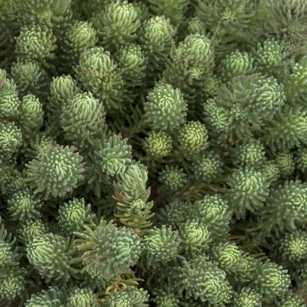 Sedum forsterianum 'Antique Grill'