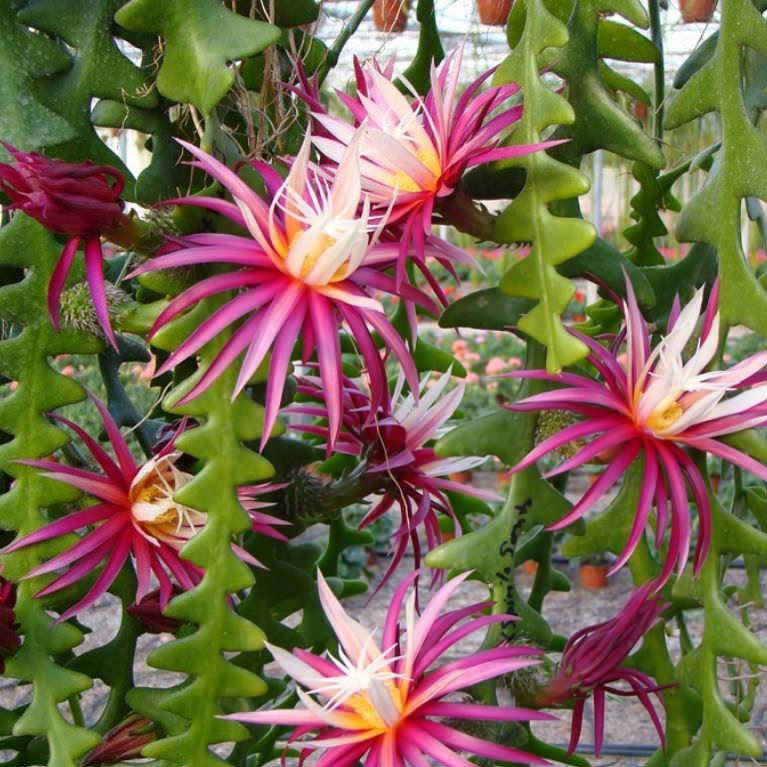 Selenicereus anthonyanus - Zig Zag Cactus