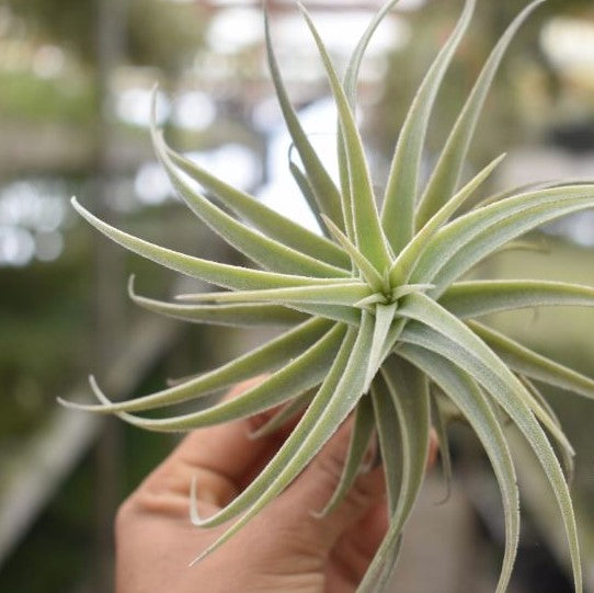 Tillandsia purpurea spiral - Airplant