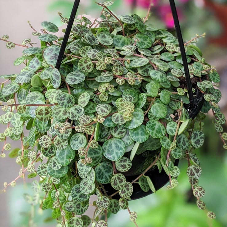 Peperomia prostrada - 'String of Turtles'