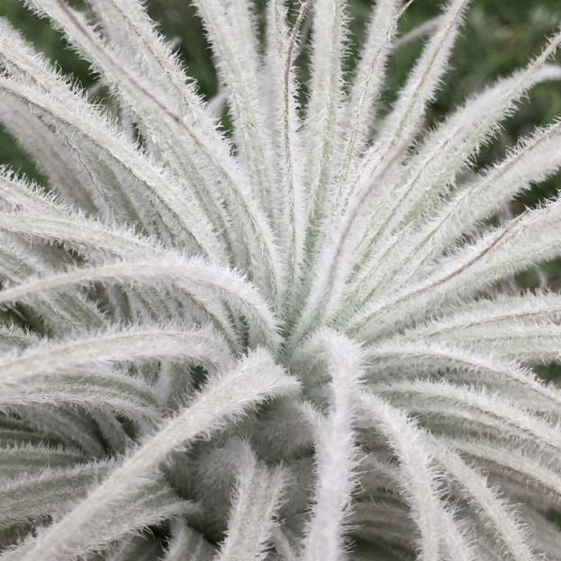 Tillandsia tectorum var. rupicola - Airplant