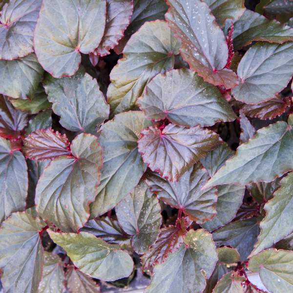 Angel Wing Begonia 'Lynda Dawn'