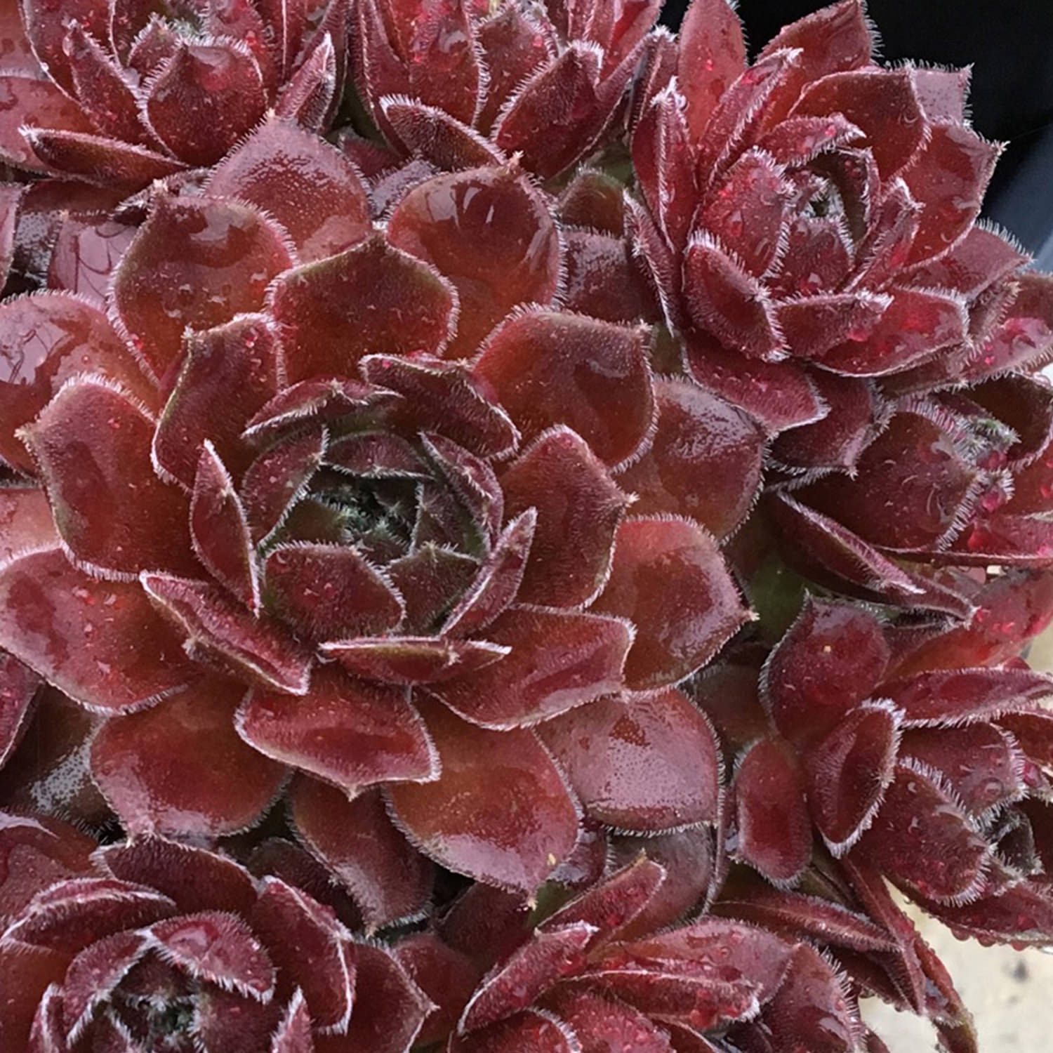 Sempervivum 'Cherries Jubilee'