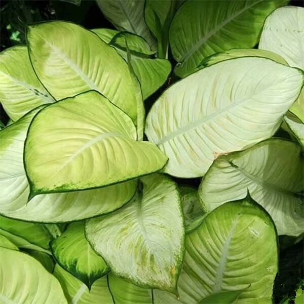 Dieffenbachia seguine 'Tropic Marianne' - Dumb Cane