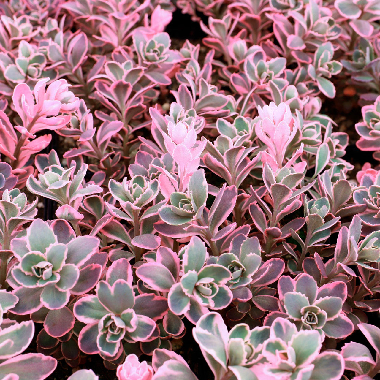 Sedum SUNSPARKLER 'Dream Dazzler'