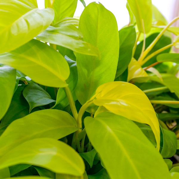 Philodendron 'Lemon Lime’