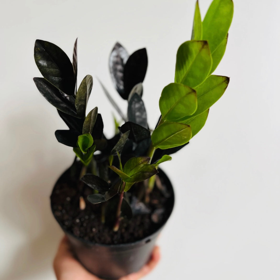 Zamioculcas zamiifolia ‘Raven’ - ZZ Plant, Zanzibar Gem