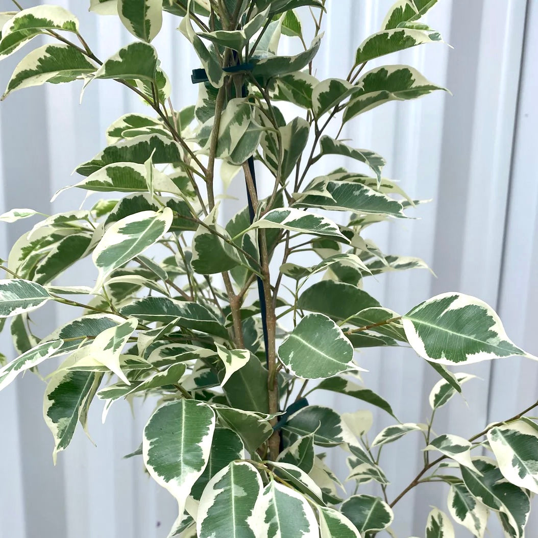 Ficus benjamina variegata - Variegated Weeping Fig, Ficus Tree, Benjamin Fig