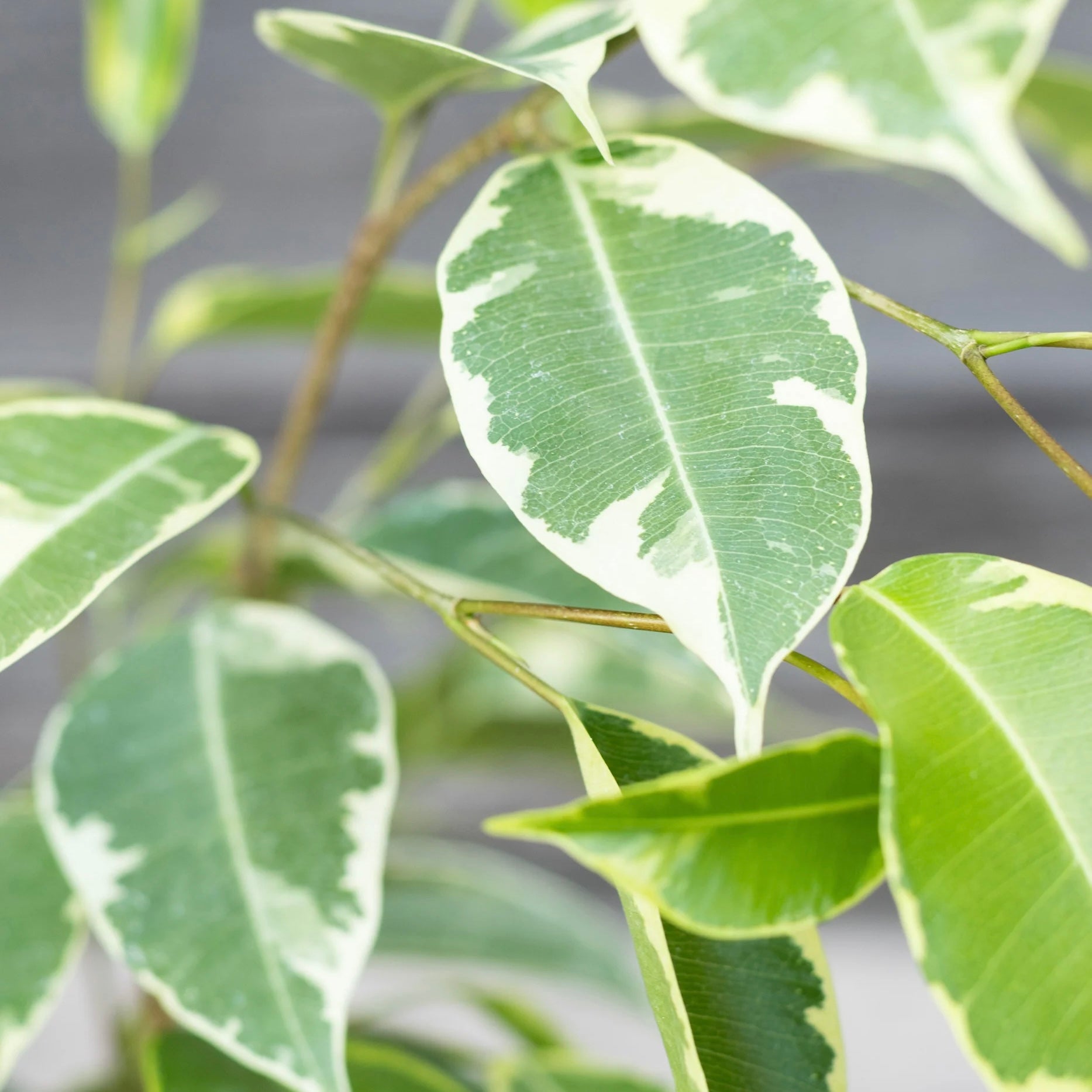 Ficus benjamina variegata - Variegated Weeping Fig, Ficus Tree, Benjamin Fig