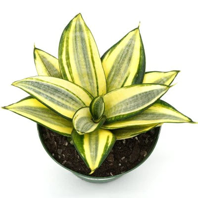 Sansevieria hahnii ‘Gold Star’ - Birdsnest Snake Plant