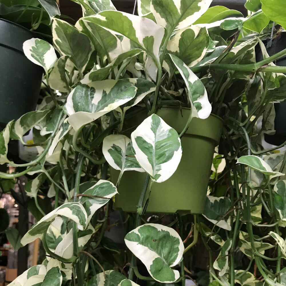 Epipremnum aereum ‘Njoy’ - Pothos