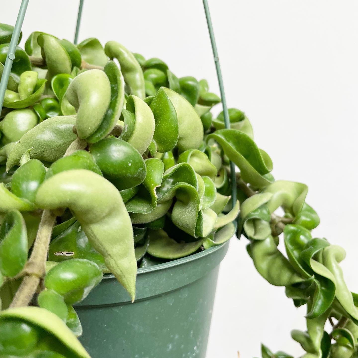 Hoya carnosa compacta - Hindu Rope