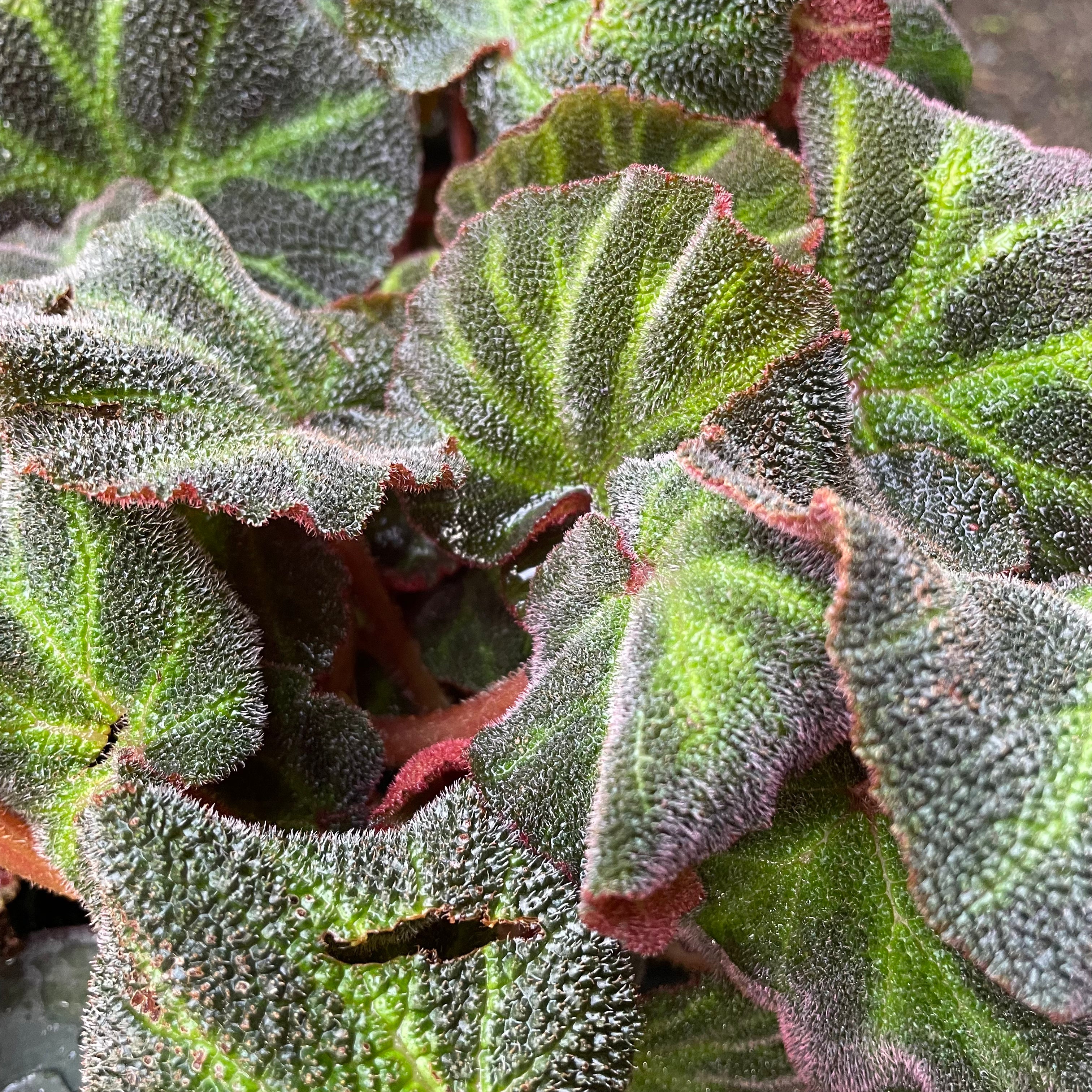 Begonia sol-mutata - Sun Changing Begonia
