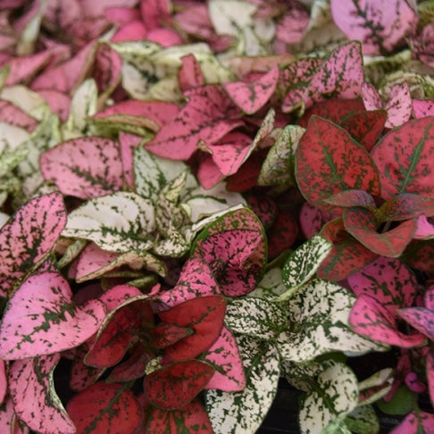 Hypoestes phyllostachya - Polka Dot Plant