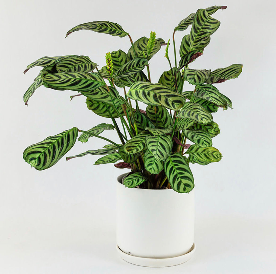 Ctenanthe burle marxii - Fishbone Calathea