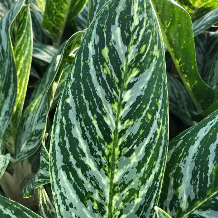 Aglaonema 'Golden Madonna' - Chinese Evergreen