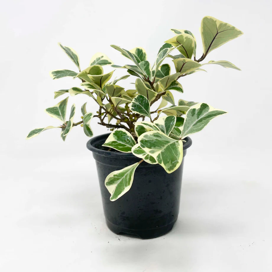 Ficus triangularis variegata - Trangle Fig