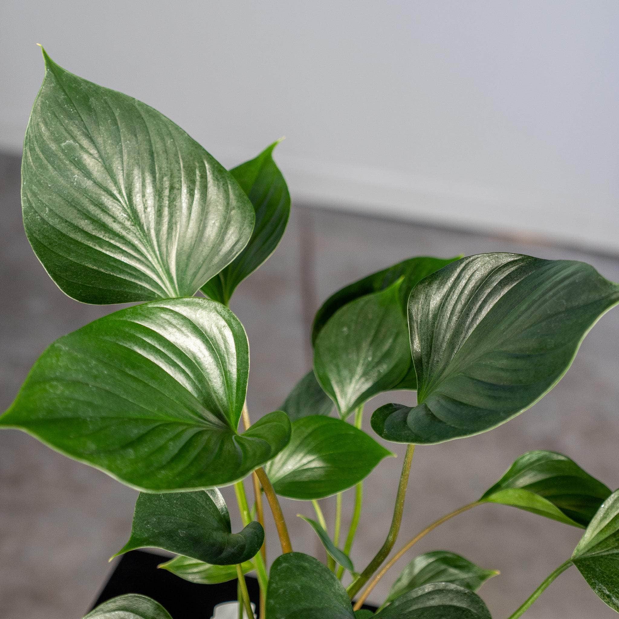 Homalomena 'Emerald Gem' - Queen of Hearts
