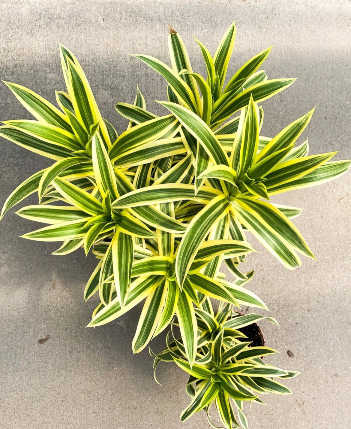 Dracaena reflexa variegata - ‘Song of India’