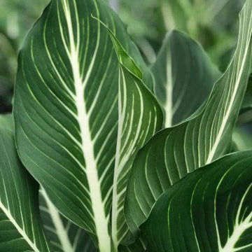 Dieffenbachia ‘Sterling' - Dumb Cane