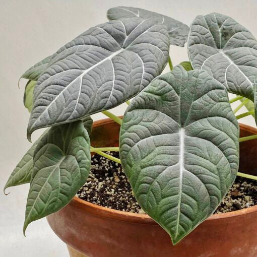 Alocasia ‘Maharani'
